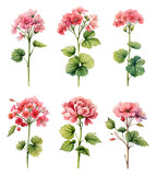 Watercolor geranium set. Generative Ai