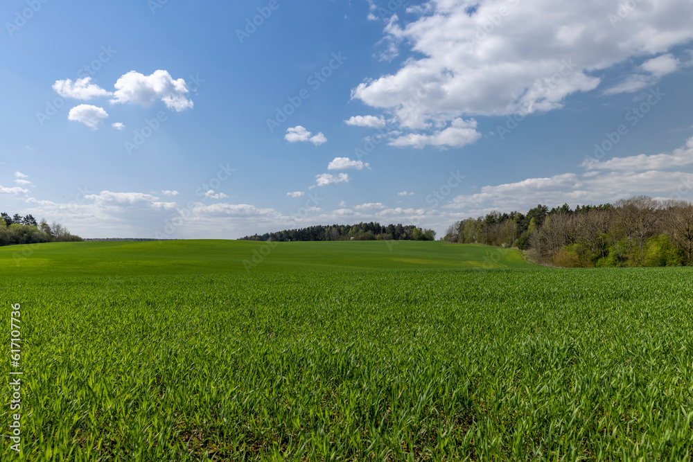 Fototapeta premium a field with green wheat sprouts in the spring season