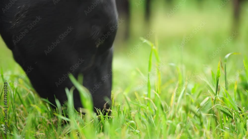 Fat beef cows grazing on native grasses in a field on a farm practicing regenerative agriculture in Australia Fat beef cows grazing on native grasses in a field on a farm practicing regenerative agriculture in Australia
