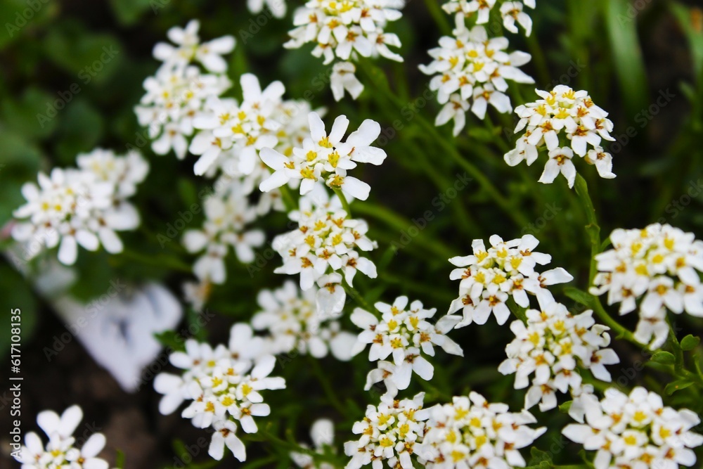 White flowers in the garden