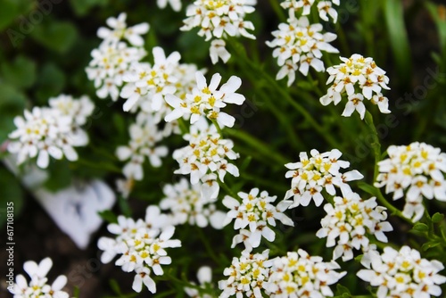 Obraz na płótnie White flowers in the garden w salonie