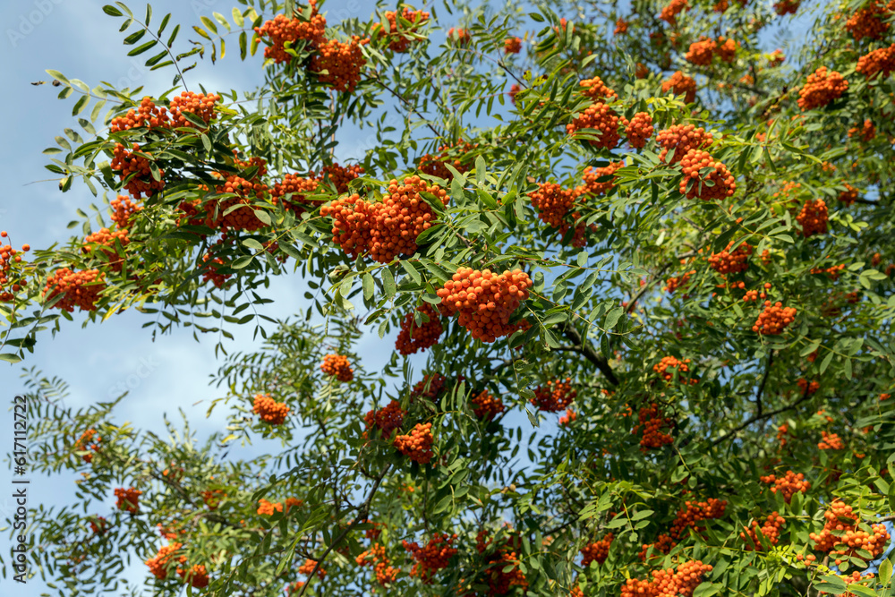 Fototapeta premium Red rowan berries in the summer