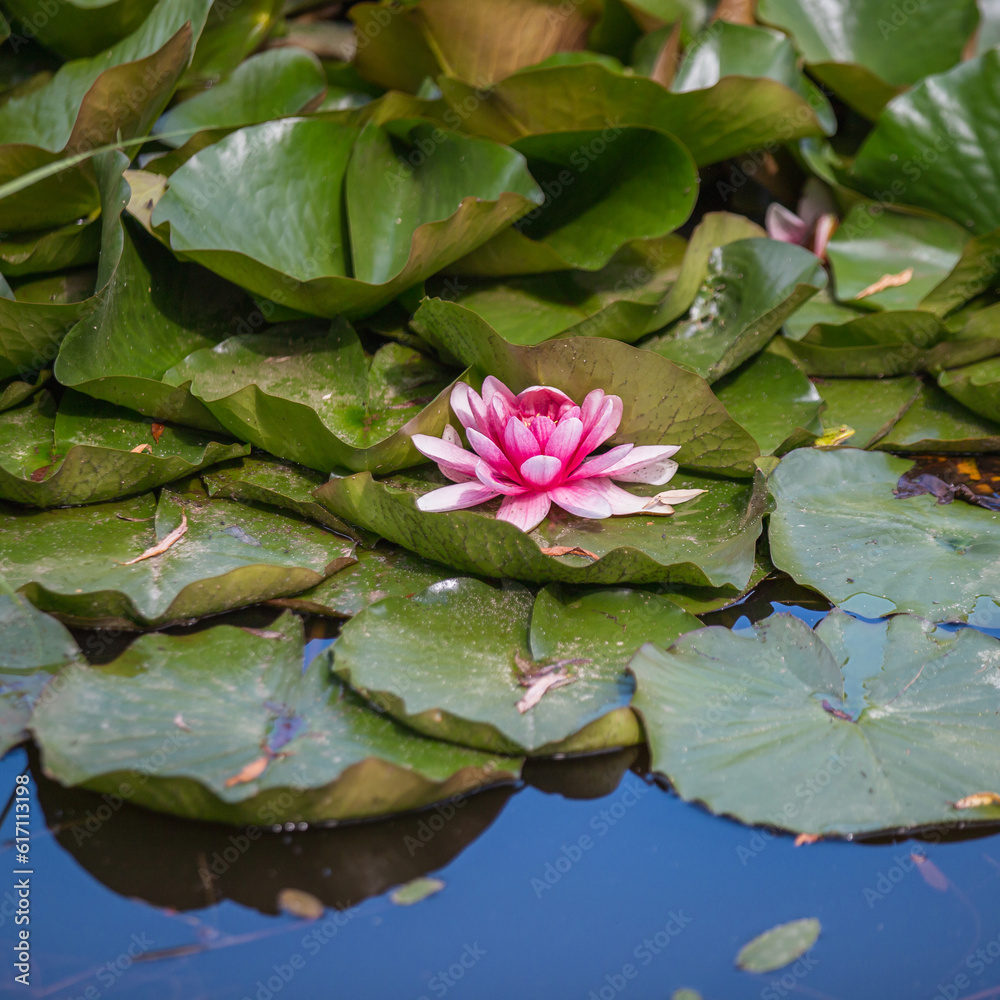 Bright large water lily flowers on the water among the leaves of the algae - white and pink petals Bright large water lily flowers on the water among the leaves of the algae - white and pink petals