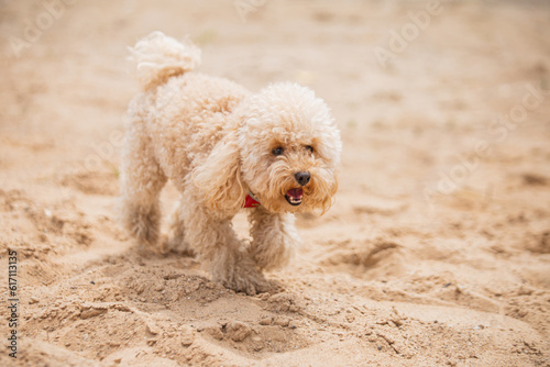 A cute shaggy toy poodle puppy has fun playing with the owner on the shore, catching splashes of water © andrey gonchar