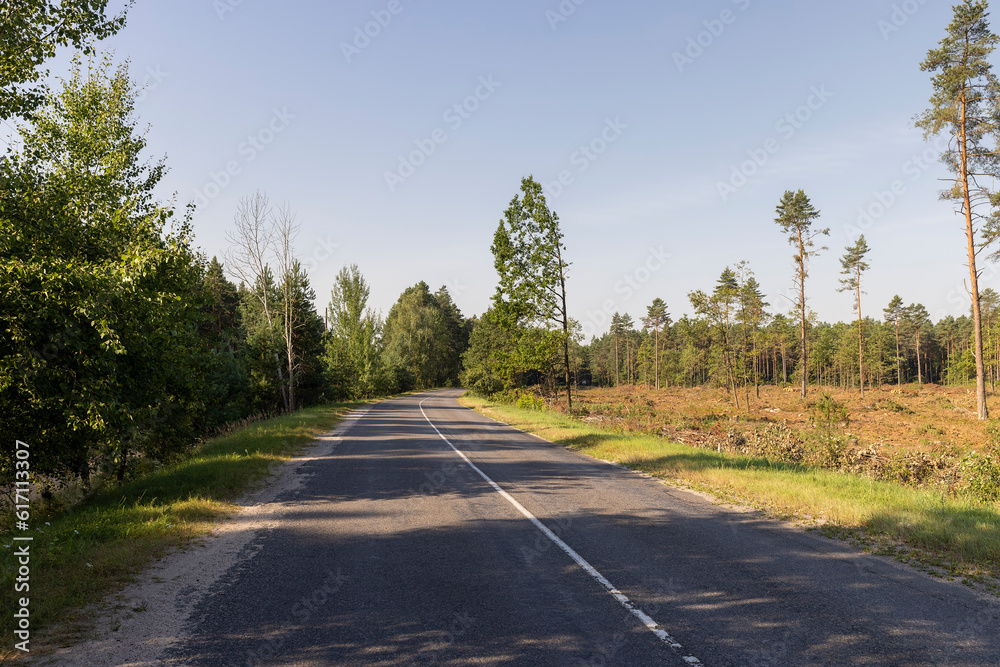Fototapeta premium Paved road through the forest