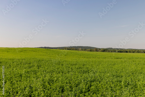 field with grass for harvesting fodder for cows