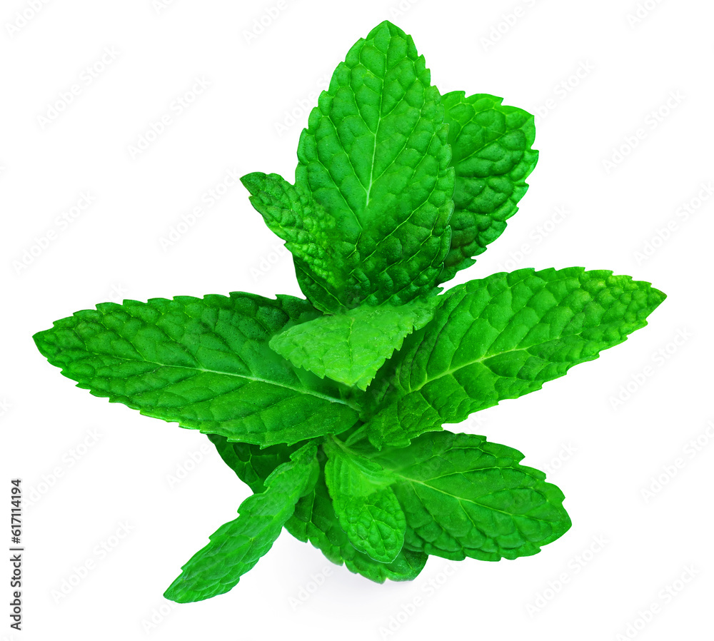 Fresh mint leaves isolated on white background. Fresh mint leaves isolated on white background.
