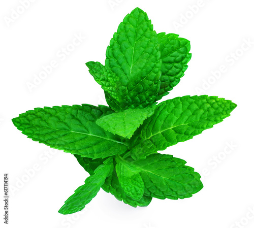 Fresh mint  leaves isolated on white background.