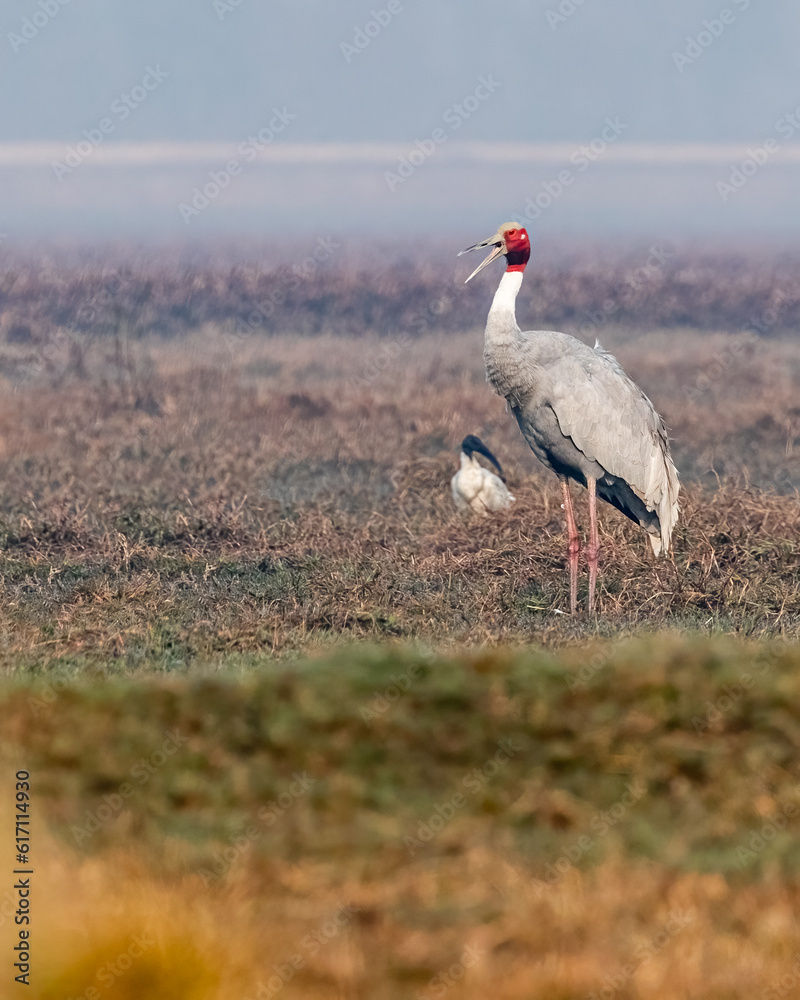 A Sarus Crane calling from ground