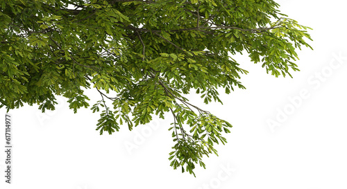 Fotografiet Large tree branches and foliage leaves on top border 3d render png