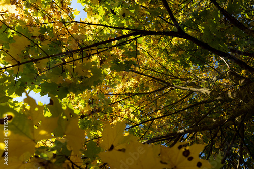 Autumn park with trees during leaf fall