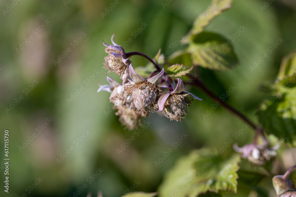 green raspberry bushes with unripe green berries green raspberry bushes with unripe green berries