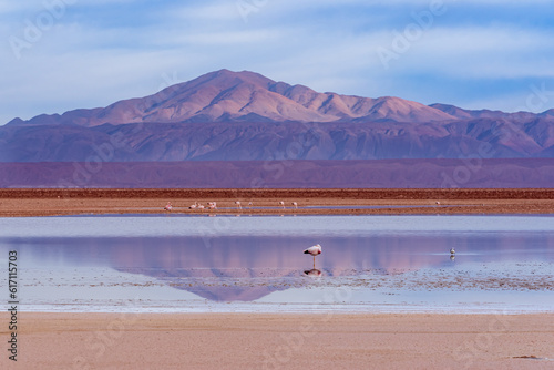 Volcano reflecting on the shallow waters of Chaxa lagoon where a group of flamingos look for food photo