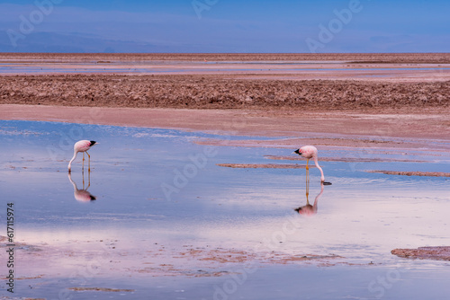 Canvas Print Two flamingoes looking for food in the shallow waters of Chaxa lagoon at Atacama