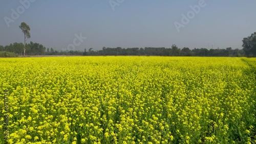 Drone view of mustard fields in Punjab, India.
