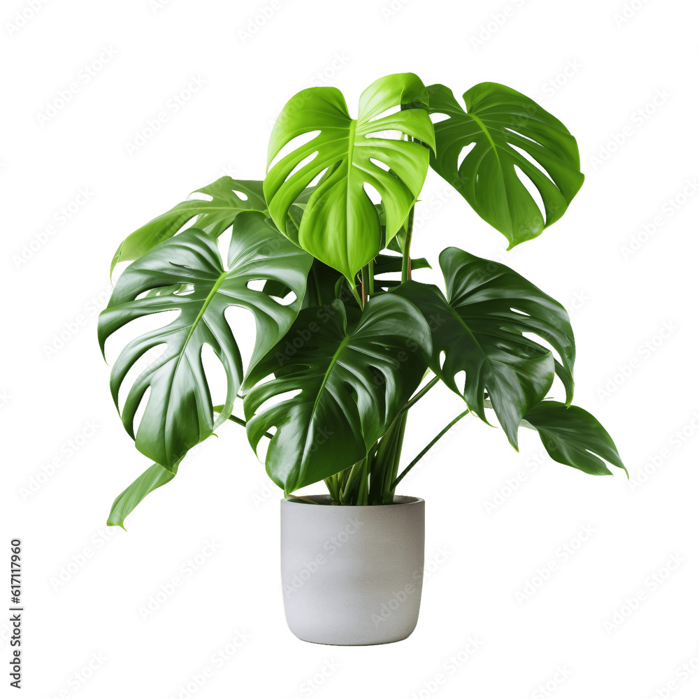 Monstera deliciosain a pot isolated on transparent background