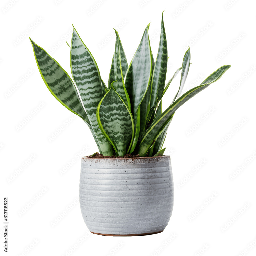 Snake Plant in a pot isolated on transparent background