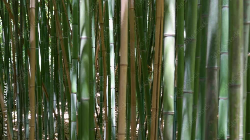Bamboo thickets. The bamboo trunks create the green texture of the bamboo forest. Bamboo reed. Bamboo thickets. The bamboo trunks create the green texture of the bamboo forest. Bamboo reed.