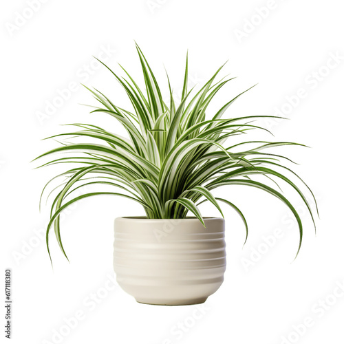 Spider Plant in a pot isolated on transparent background