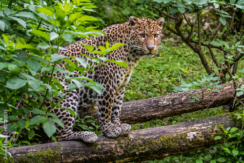 Javan leopard (Panthera pardus melas) sitting on fallen tree trunk showing camouflage colours, native to the Indonesian island of Java