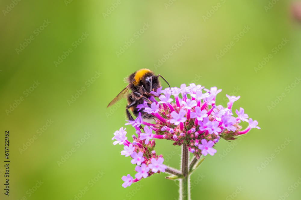 Bumble-bee sitting on Verbena purple flower in green garden