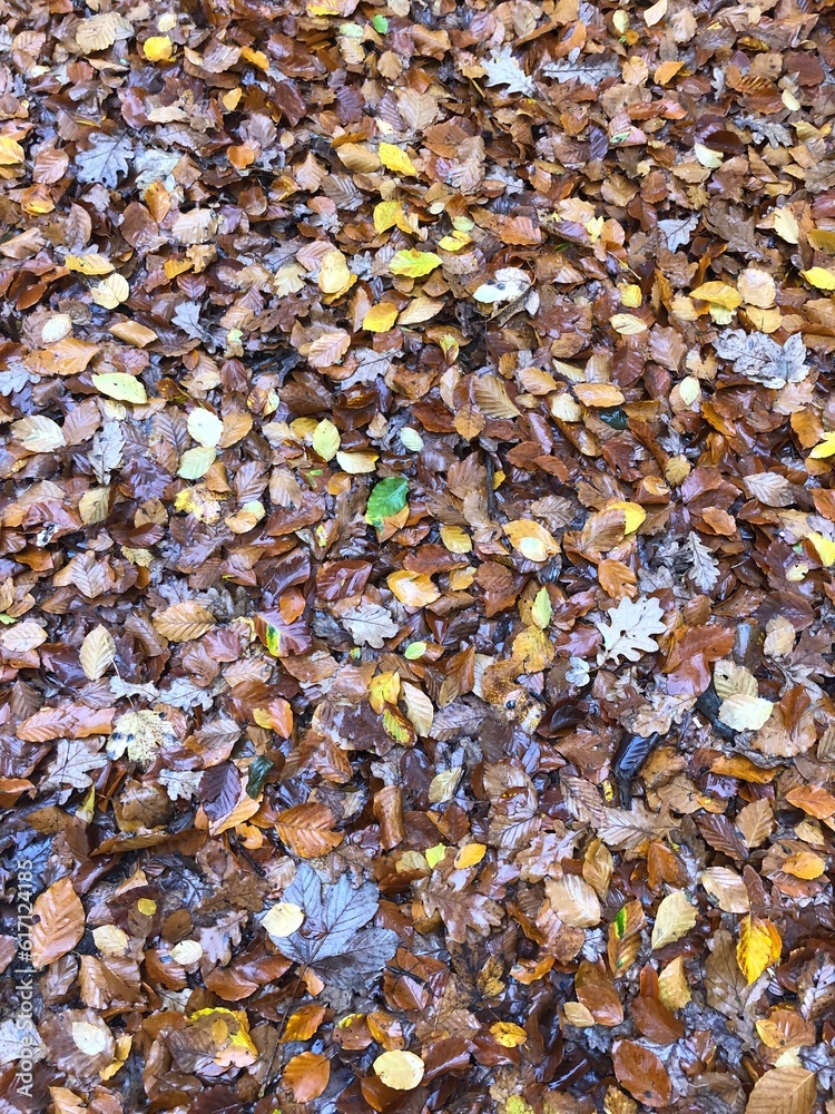 autumn leaves background autumn leaves background