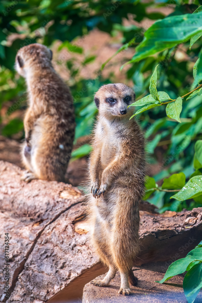 Fototapeta premium Two cute curious meerkats stand on their hind legs on a sandy hill and look away.