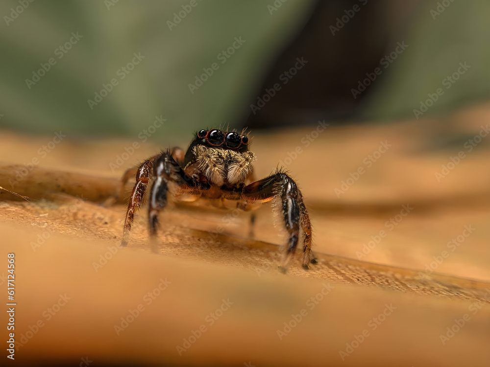 Obraz premium spider on a rock