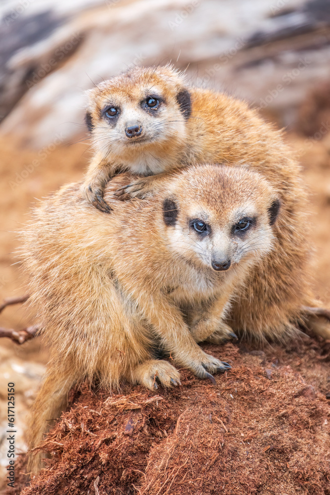 Fototapeta premium A group of cute meerkats. Meerkat Family are sunbathing.