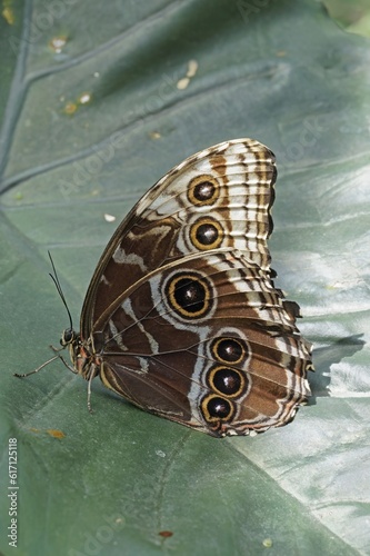 Peleides blue morpho butterfly with the wings closed photo