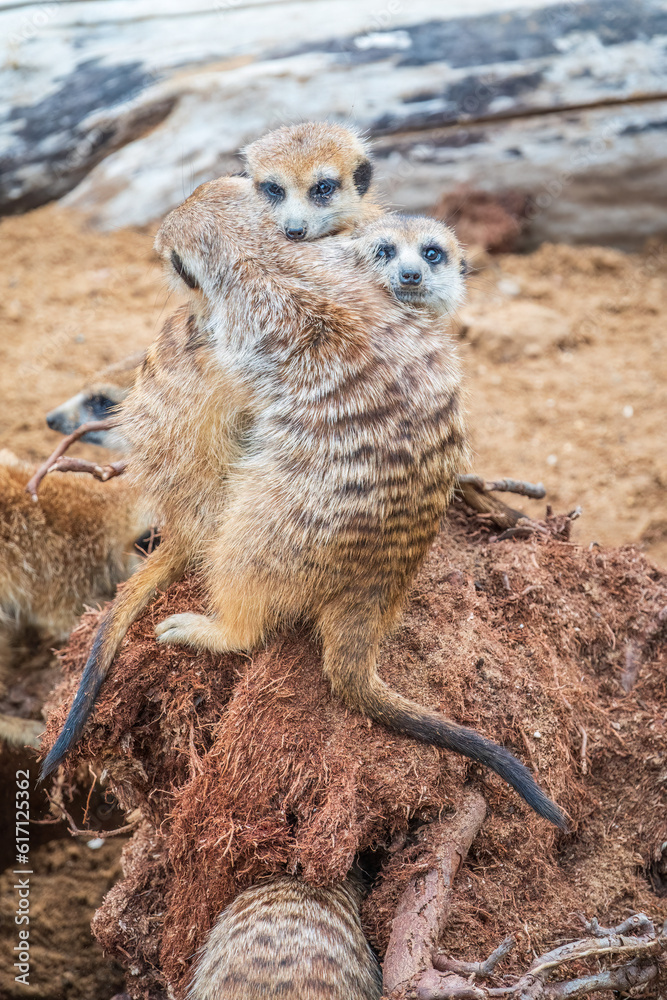 Fototapeta premium A group of cute meerkats. Meerkat Family are sunbathing.