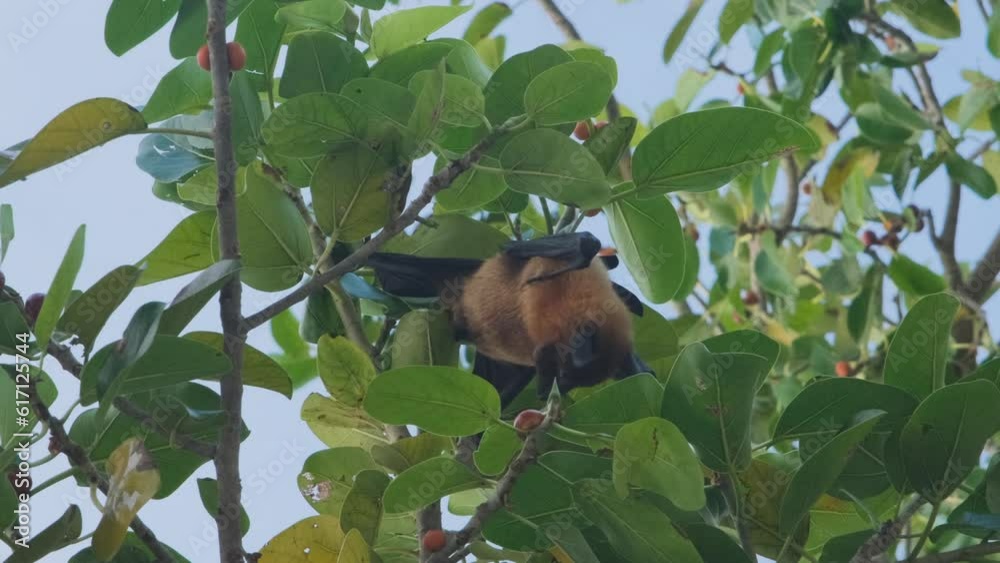 Vertical video. Fruit bat or flying fox (Pteropus giganteus) eating something on a tropical tree. Tropical nature and wildlife concept Vertical video. Fruit bat or flying fox (Pteropus giganteus) eating something on a tropical tree. Tropical nature and wildlife concept