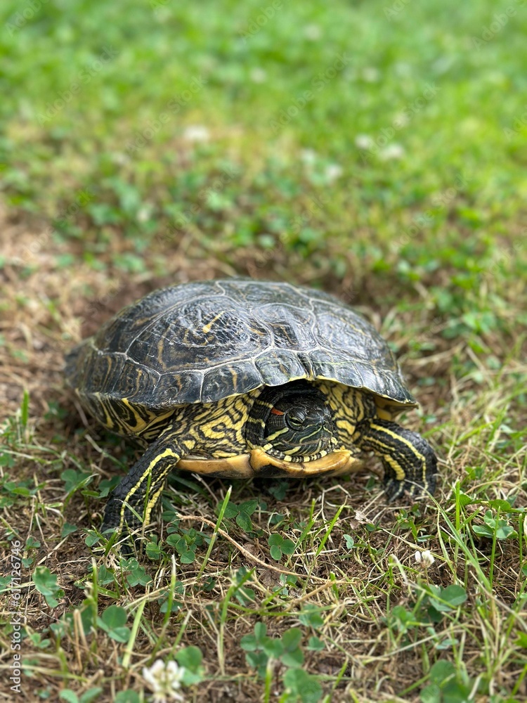 Fototapeta premium This captivating close-up photograph captures the intricate details of a turtle, showcasing its unique features and captivating beauty. The image offers a mesmerizing view of the turtle's shell patter