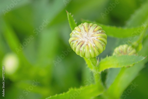 Wild green plant in the field. Indoor flower outdoors. Flower stem close up