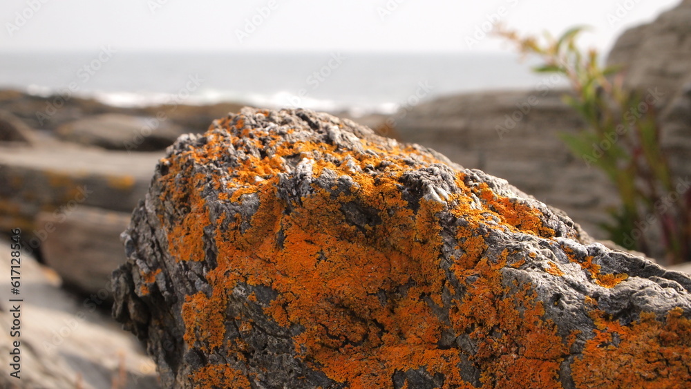 Fototapeta premium Orange growth on a rock by the coast