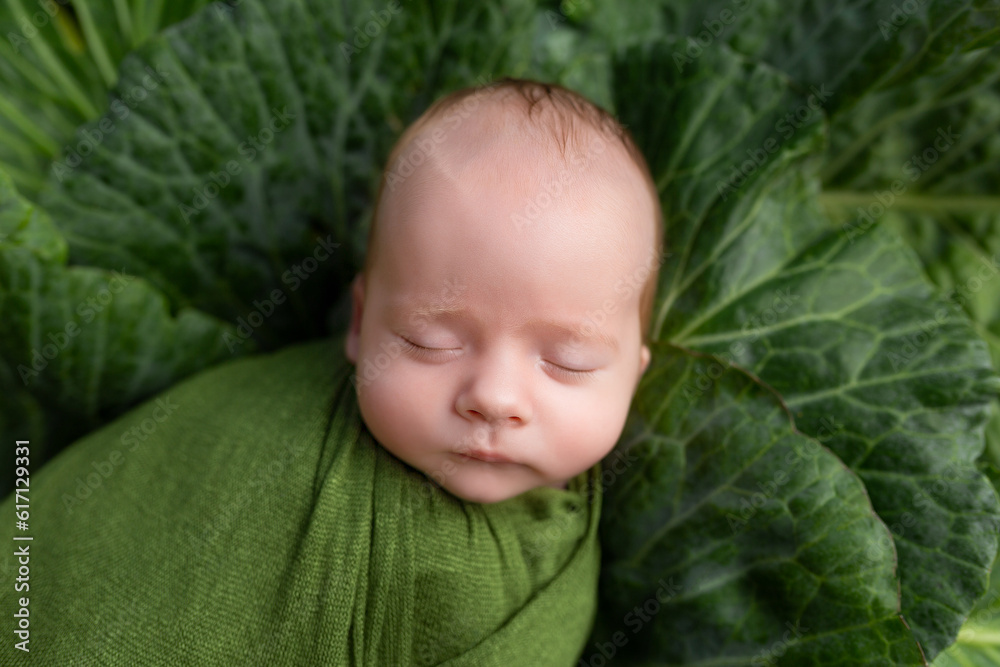 portrait of a newborn on the background of cabbage. The child was found in cabbage. The first photo session of a newborn. a little boy portrait of a newborn on the background of cabbage. The child was found in cabbage. The first photo session of a newborn. a little boy