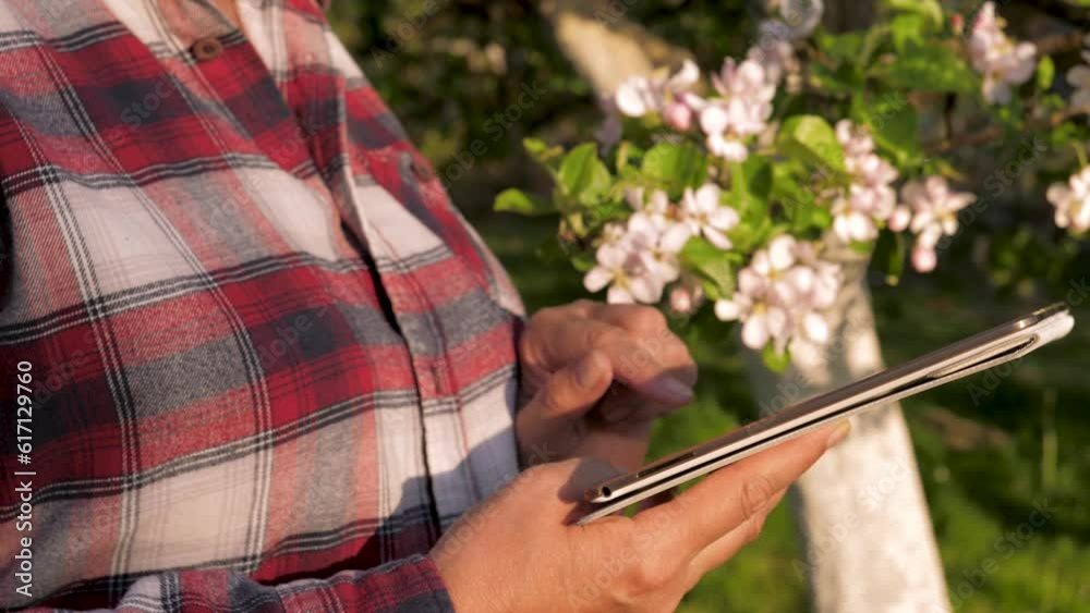 Farmer gardener stands by blossom tree in apple orchard farm using digital tablet. Close up agronomist businesswoman hands uses modern technologies to check crops and transmit information