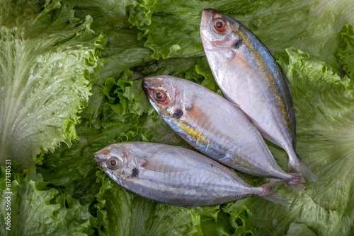 Fresh Raw Fish on Crisp Lettuce Leaf Close-Up in 4K Resolution