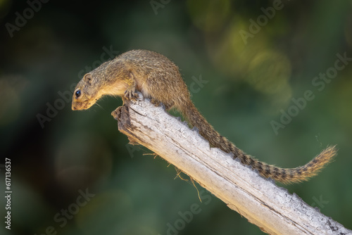 Gambian sun squirrel perched on a tree branch