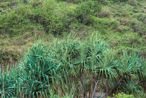 Pandanus trees growing in tropical island beach on srakung beach, Gunungkidul, Yogyakarta, Indonesia