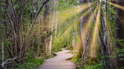 A plank path in the forest