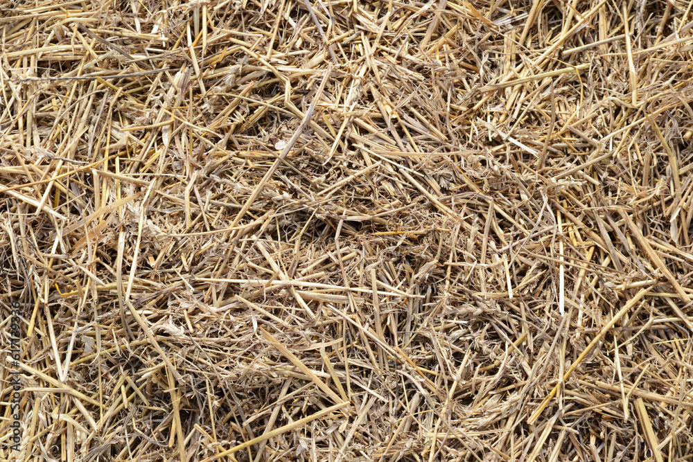 straw background texture, dry grass, dried straw after harvest, straw straw background texture, dry grass, dried straw after harvest, straw