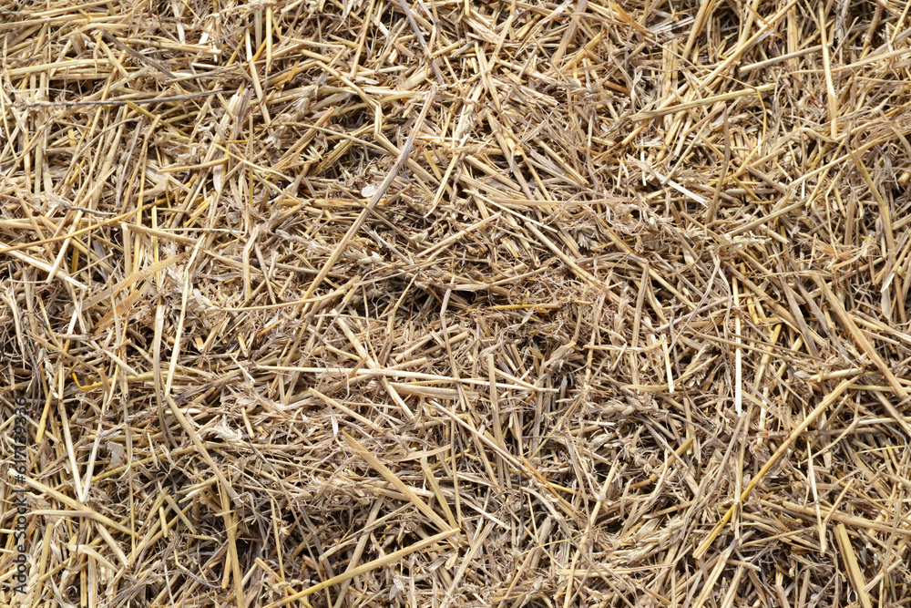 straw background texture, dry grass, dried straw after harvest, straw