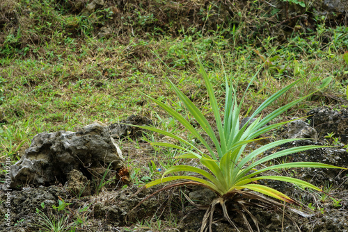 Pandanus trees growing in tropical island beach on srakung beach, Gunungkidul, Yogyakarta, Indonesia