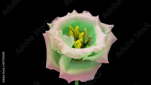 Beautiful green pink Eustoma russellianum (Lisianthus) Flowers, Isolated on black background close up photo