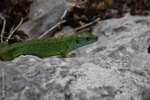 lizard on a tree