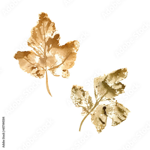 Imprints of Color Maple Leaf. Natural texture isolated on transparent background. Watercolor illustration of leaves for autumn design, package, frame, prints, patterns