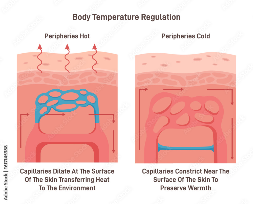 Body temperature regulation process. Control of human skin temperature ...