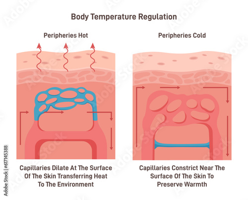Body temperature regulation process. Control of human skin temperature photo