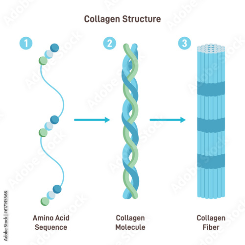 Collagen structure. Amino acid sequence chain form three polypeptides